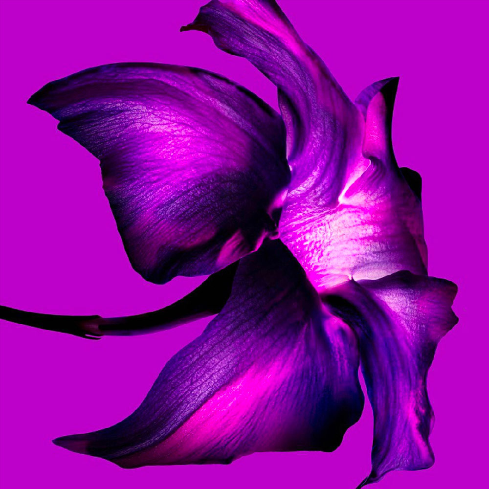 Purple jasmine sambac bloom ingredient shot on magenta background, showcasing the dangerously addictive floral notes of Mugler Alien Extraintense