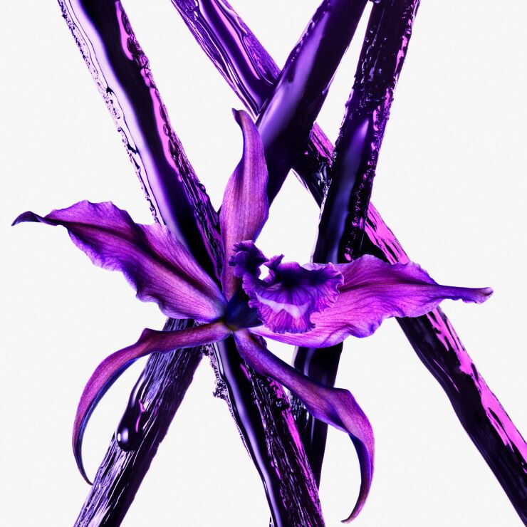Grandiflorum jasmine and tuberose flower ingredient shot in deep purple tones, showcasing the intensely floral and addictive heart notes of Mugler Alien Extraintense