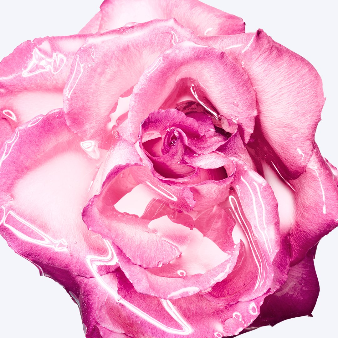 Macro close-up of a vibrant pink rose with glossy gel droplets on its petals