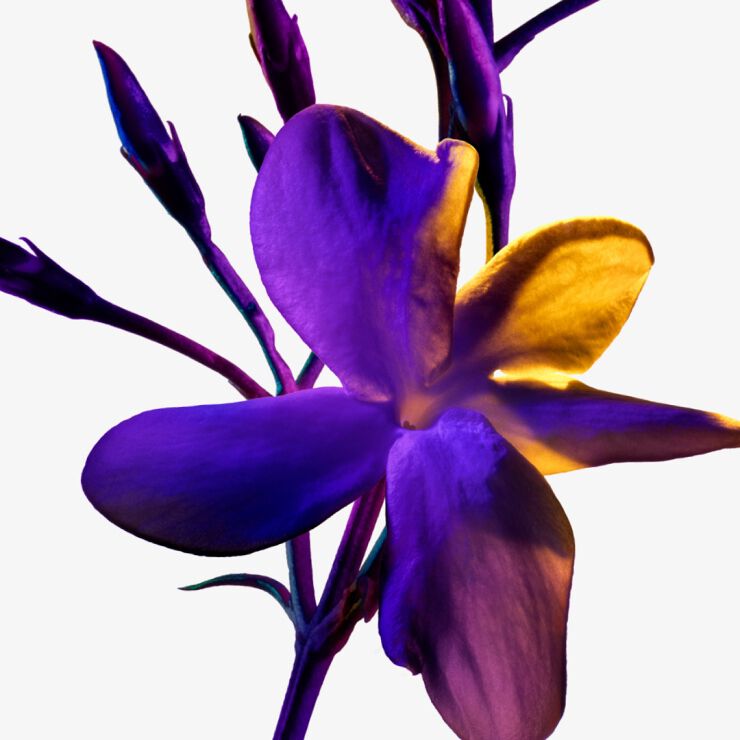 Alien by Mugler jasmin sambac flower in vivid purple and golden tones