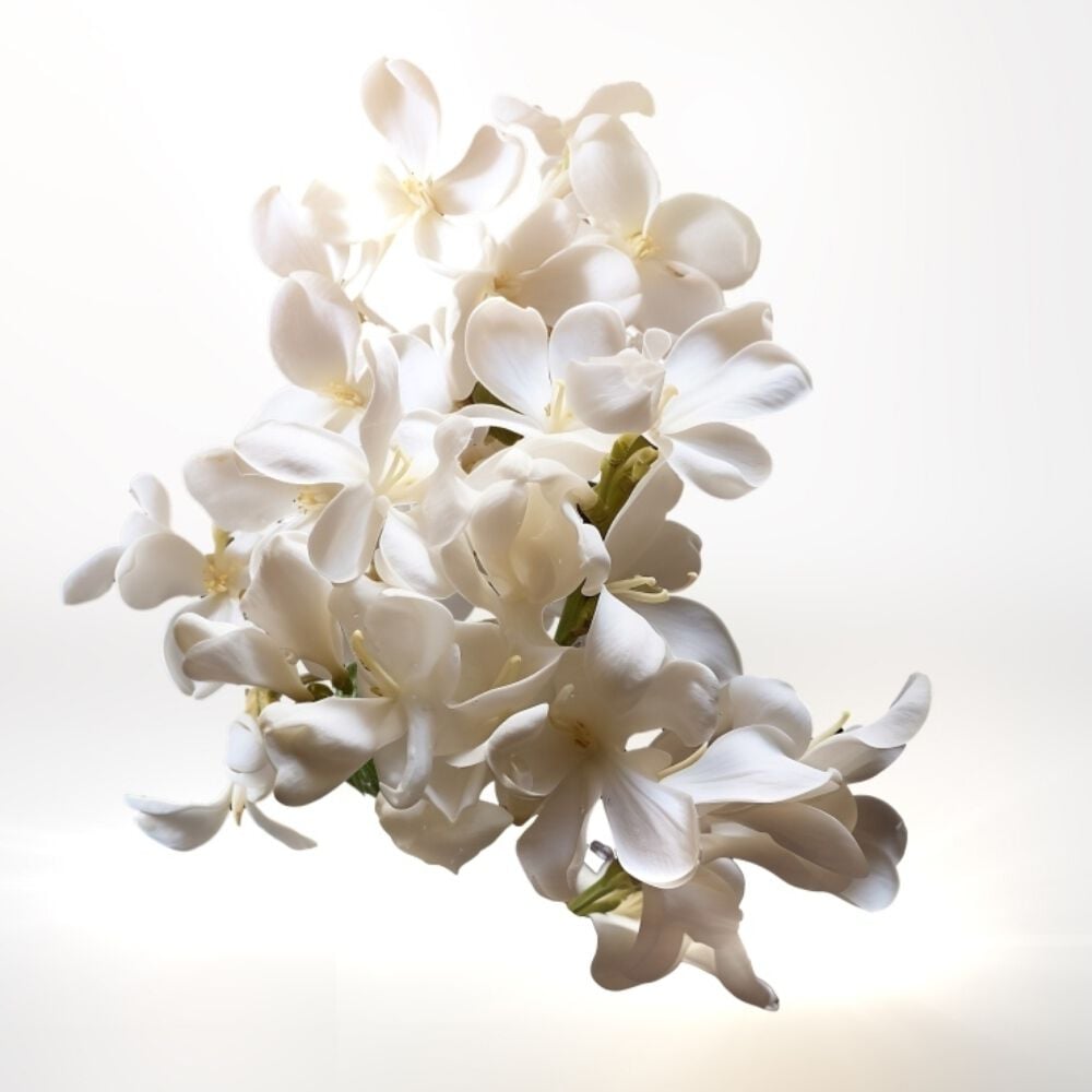 Jasmine Grandiflorum and jasmine tea ingredient shot with white florals, showcasing the bright and captivating floral heart notes of Mugler Alien Goddess Intense