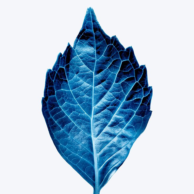 Blue leaf with glowing veins on a light gray background