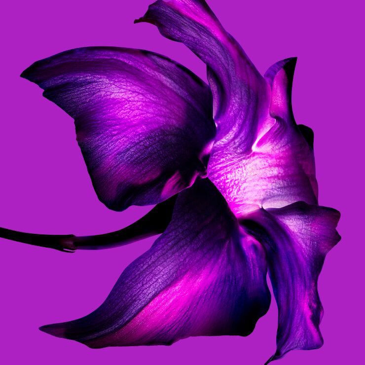 Purple jasmine sambac bloom ingredient shot on magenta background, showcasing the dangerously addictive floral notes of Mugler Alien Extraintense